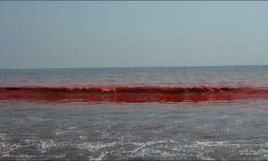 Red Tide spotted in Gansbaai